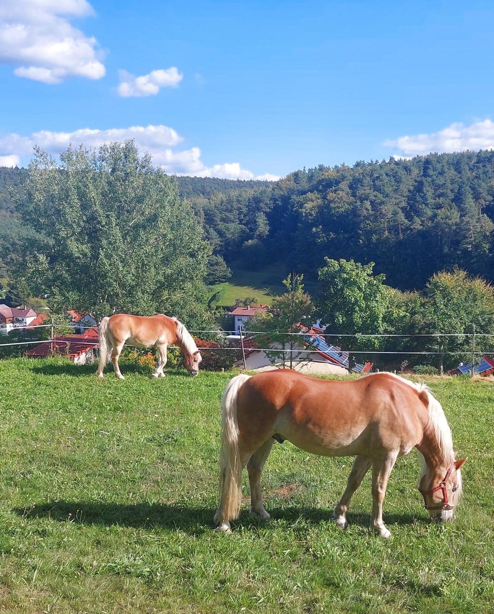 Dom wakacyjny Bergfeldhof